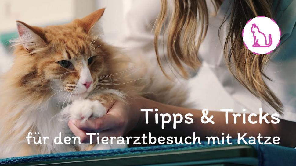 Thumbnail Video: Tipps und Trick für Tierarztbesuch mit Katze