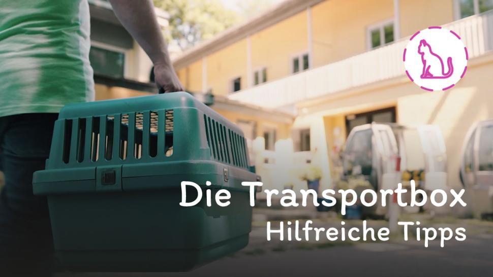 Thumbnail: Transportbox Handling Katze Tierarzt